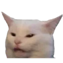 confusedcat