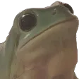 frogstare frogstare