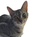 Lando1