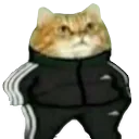 9018adidascat