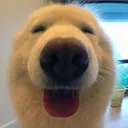 argeishappy argeishappy