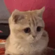 CatNods