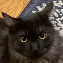 beethoven