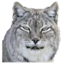 judgingYouLynx judgingYouLynx