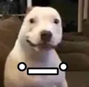 dogsmile