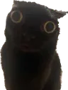 CatStare