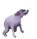 danceDog