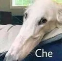 Che Che