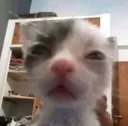 what_the_fuck