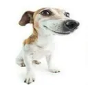 dog dog