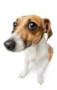 doge