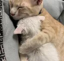 SleepyCatto
