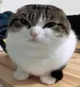 catGrr