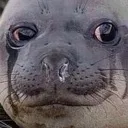 cryingseal cryingseal