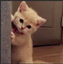 c_catpeek