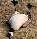 goose10 goose10
