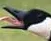 goose11