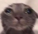 T_CatMentalBreakdown