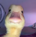 yduckstare