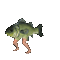 FishDanceCool2