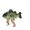 FishDanceCool2