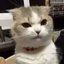 catwhat