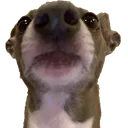 cooper Discord Emoji