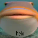 helo