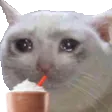 sadcatmilkshake