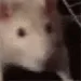 Rat