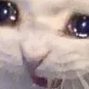 Cat_Scream Cat_Scream