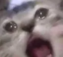 Cat_Scream2