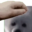 pet