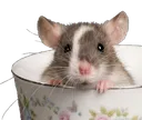 mysz