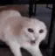 pB_CatAngry