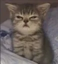 acatAngry