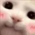 NekoCute NekoCute