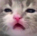 ccgg_sadcat Discord emoji