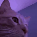 party_catJAM