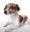 doog_slideshow