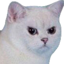 angycat Discord emoji