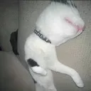 carticat Discord Emoji