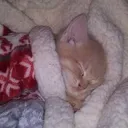BcatSleep Discord Emoji