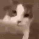 Cat Kiss cat_kiss Discord Emoji