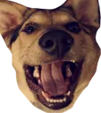 rileylaff