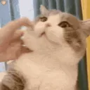 chubby_cet