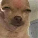 sussybaka sussybaka