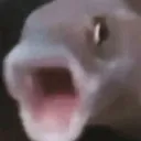 fishpog