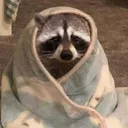 raccoonsleepy