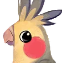 Cockatiel5